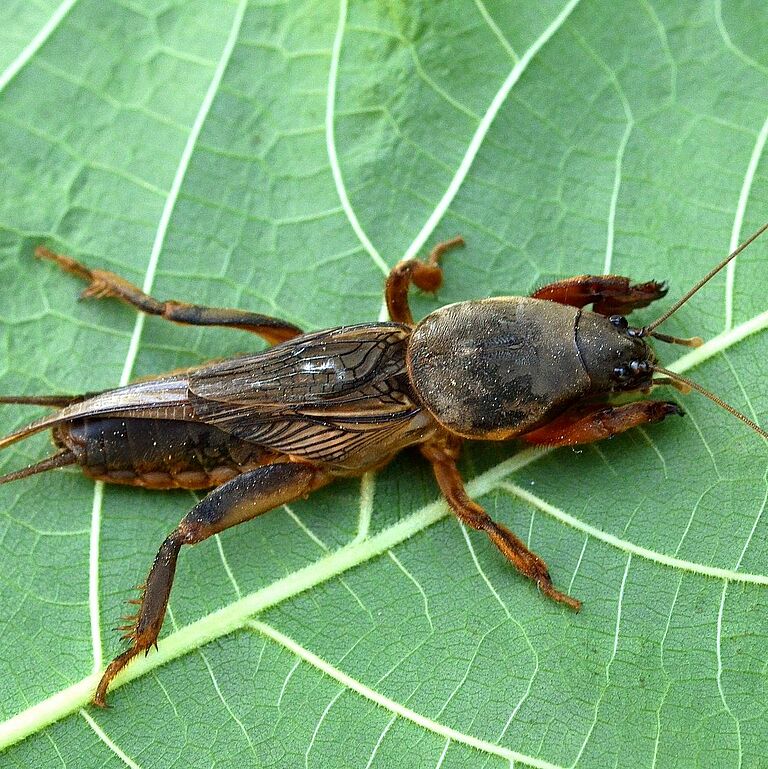 Adult form of the European mole cricket Gryllotalpa gryllotalpa