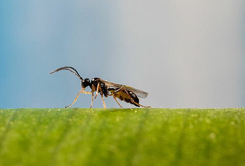 Maximizing the effectiveness of parasitic wasps