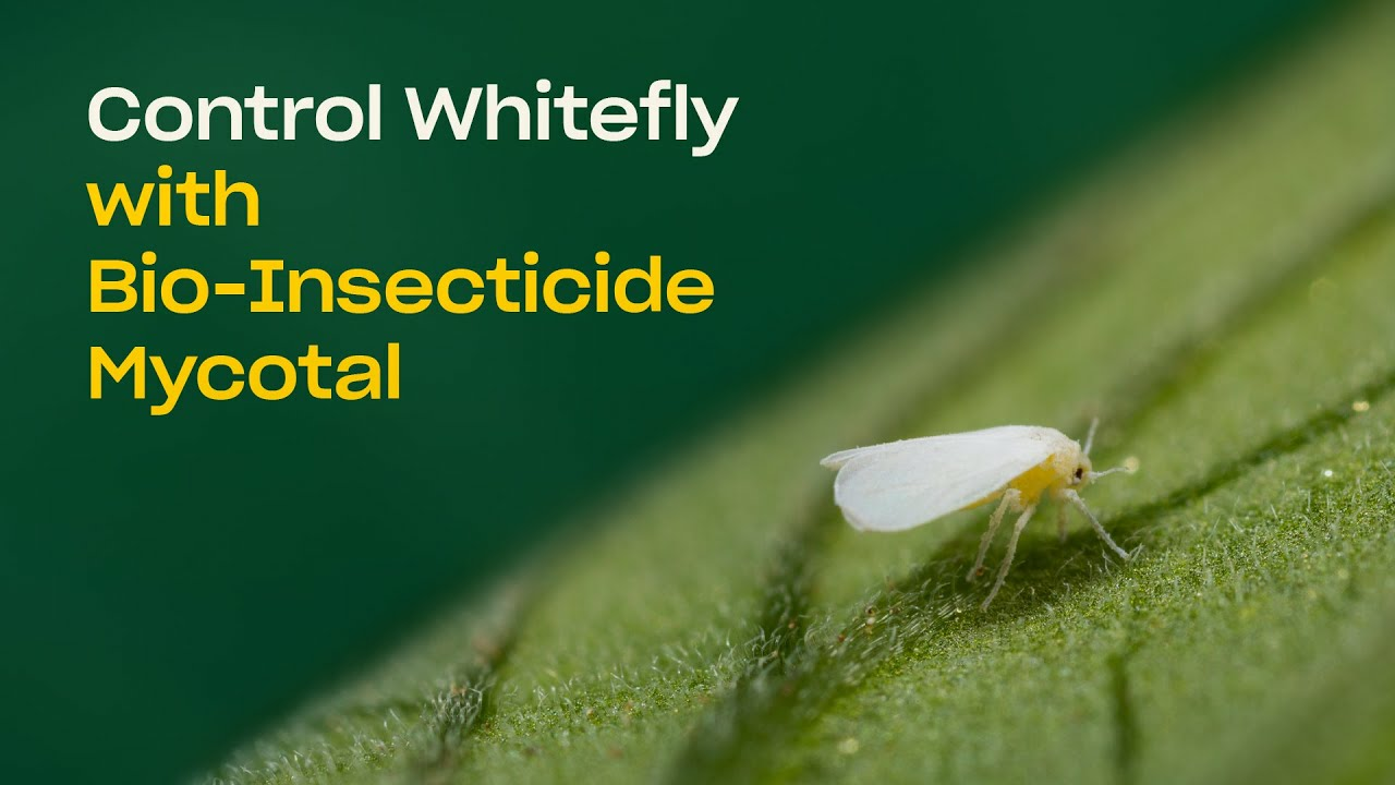 Mycotal combats whitefly