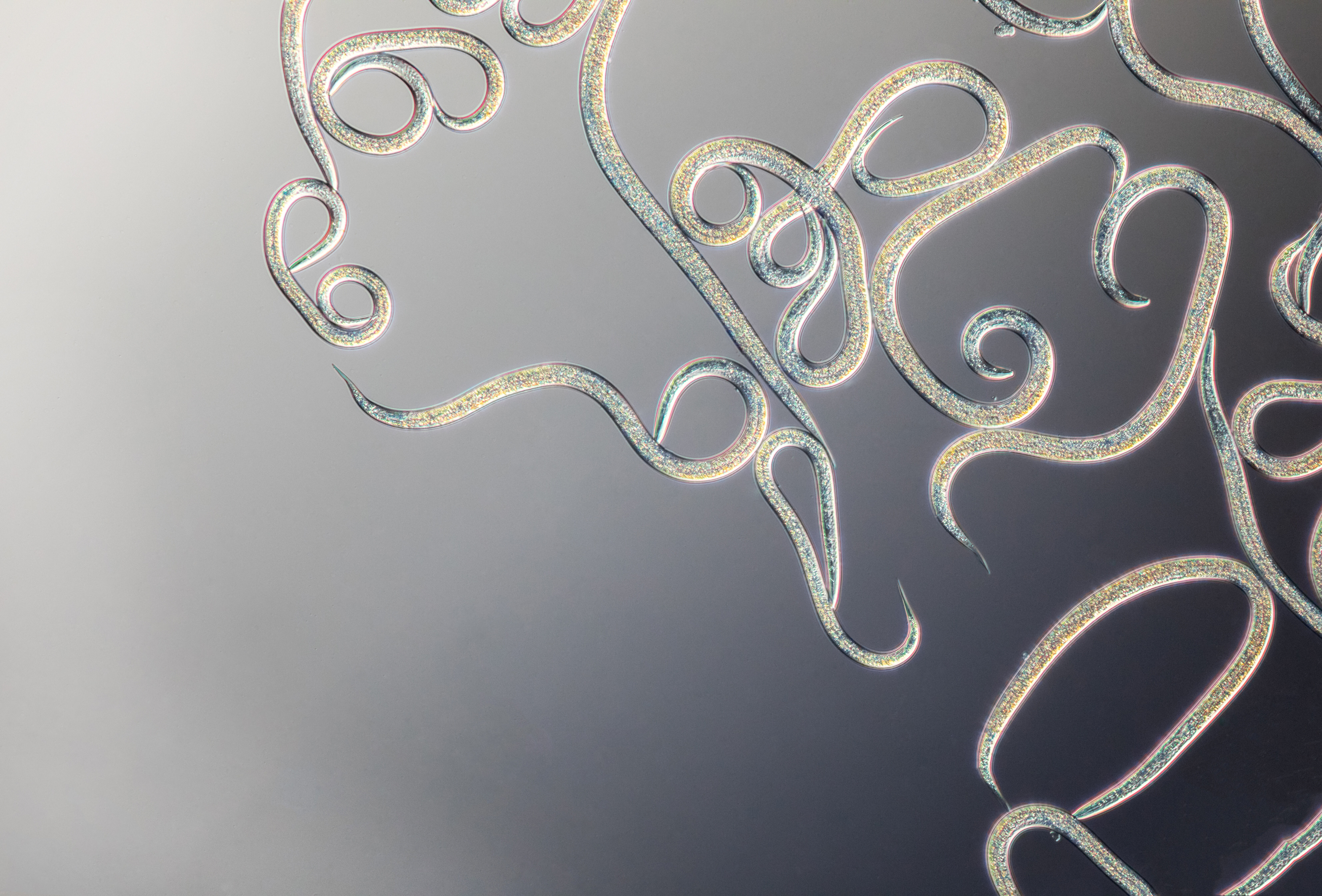 This ‘little hero’ comes standard with 50 years of experience