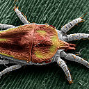 False spider mite Brevipalpus yothersi