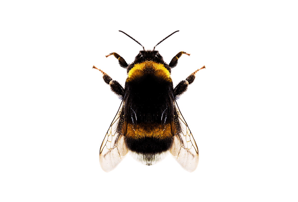 Bumblebee Pollination