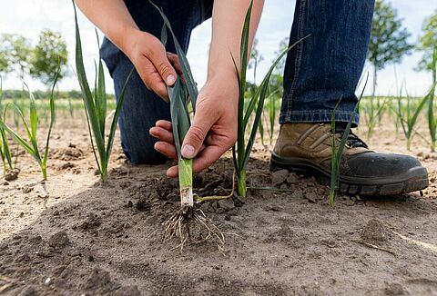 International Day of Plant Health: Protecting plant health with sustainable solutions
