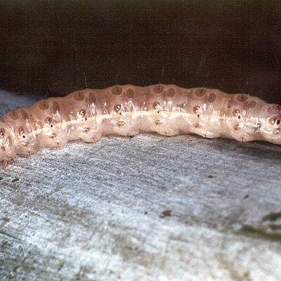 Larva of sugarcane stalk borer Diatraea saccharalis