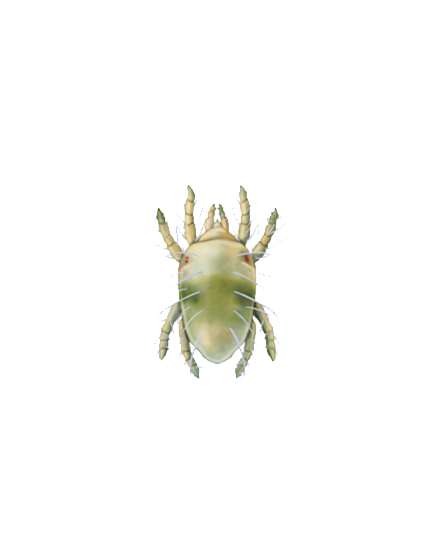 Tetranychus urticae protonymph