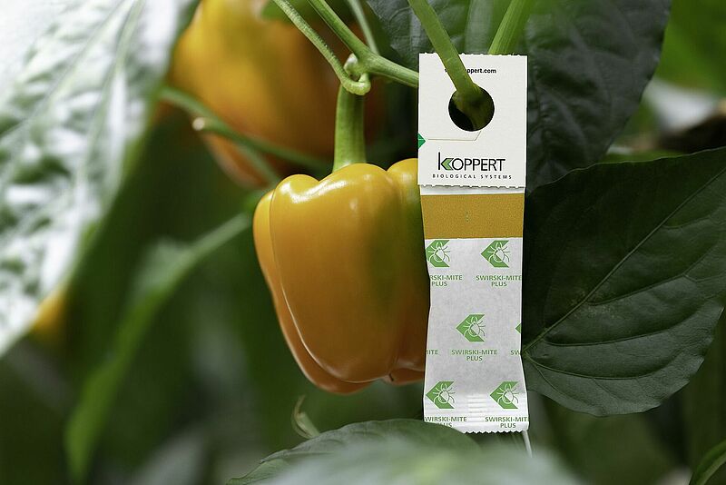 Swirski_Mite_Plus_sachet_Koppert_Biological_Systems_Bell_Pepper_web.jpg