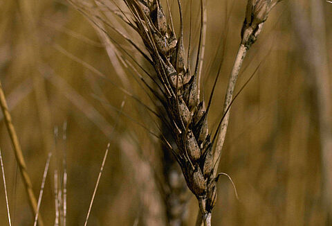 Healthy seed: the basis for a healthy crop