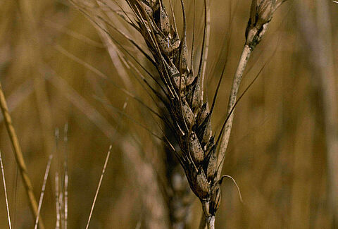 Healthy seed: the basis for a healthy crop