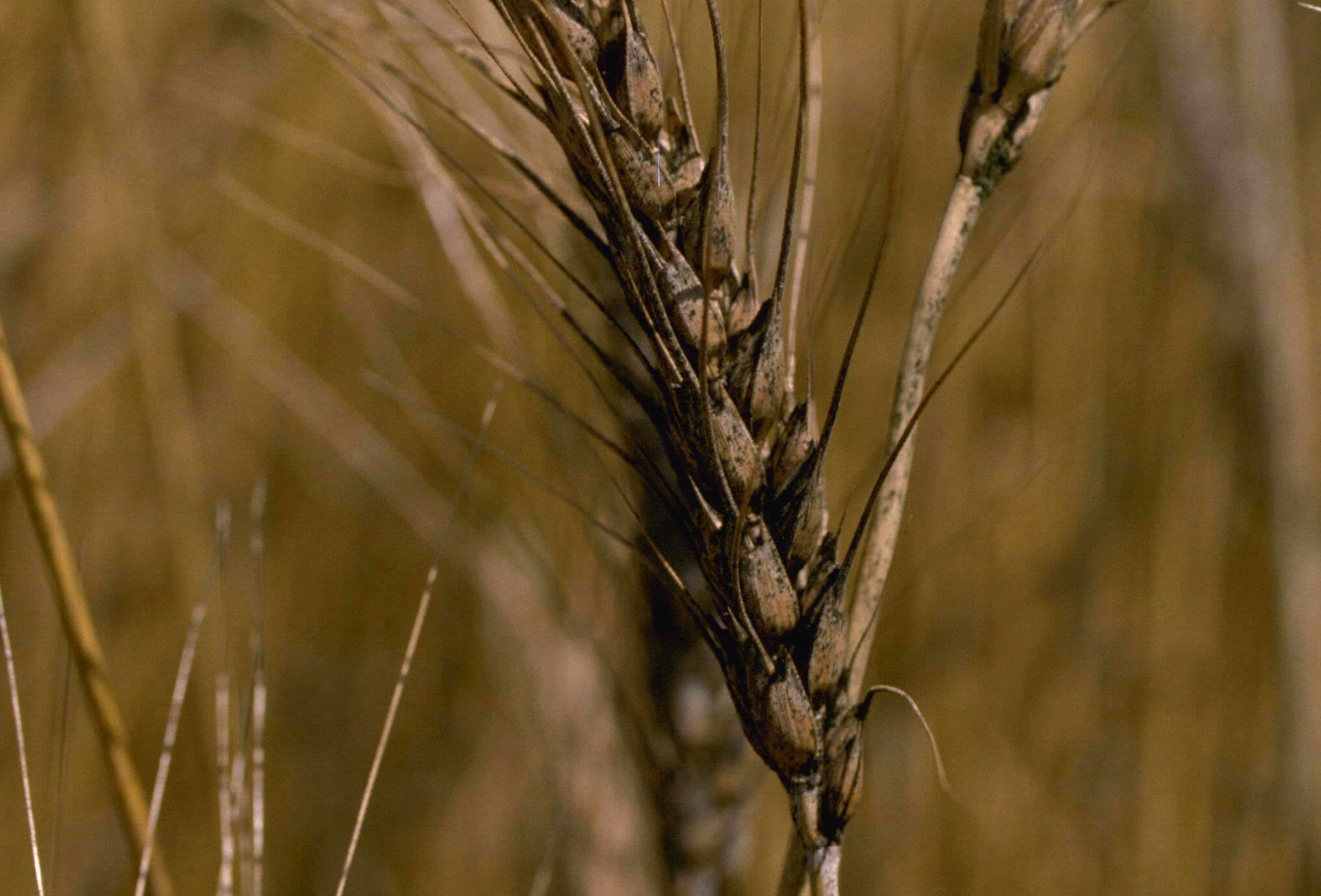 Healthy seed: the basis for a healthy crop