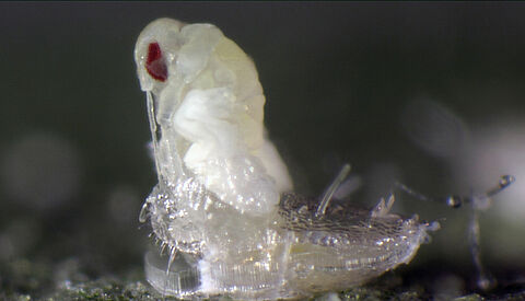 Nature’s little helpers star in a new set of videos