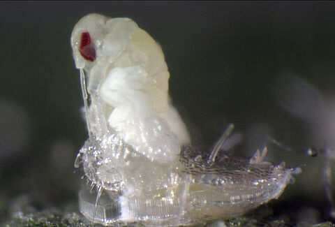 Nature’s little helpers star in a new set of videos