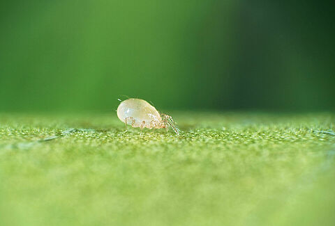 Predatory mites