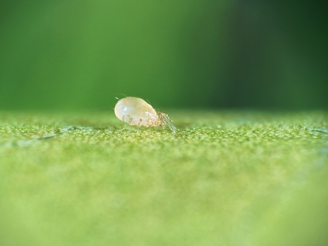 Predatory Mites for Pest Control