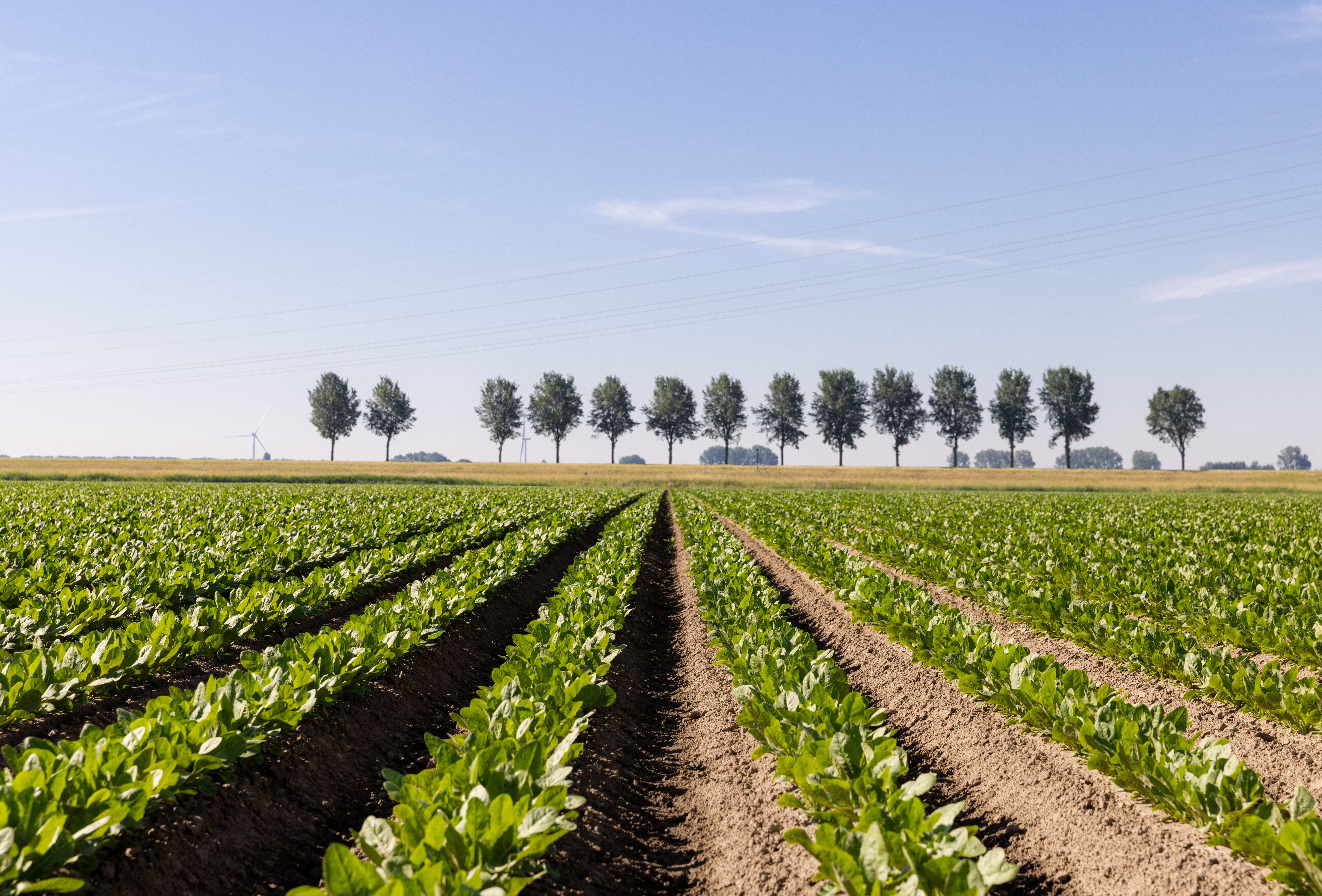 Biocontrol solutions for outdoor crops – Koppert partners with European growers