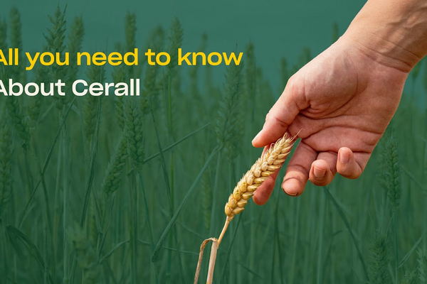 All you need to know about Cerall - Seed Treatment against Fungal Diseases