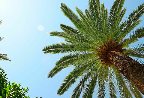 Palm tree