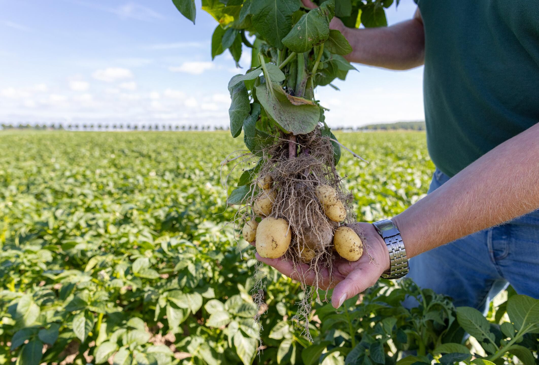 Wireworm and soil-borne disease control in potatoes: our latest solutions presented at Potato Europe