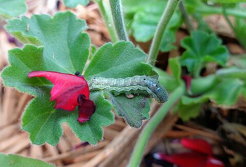 Tobacco budworm