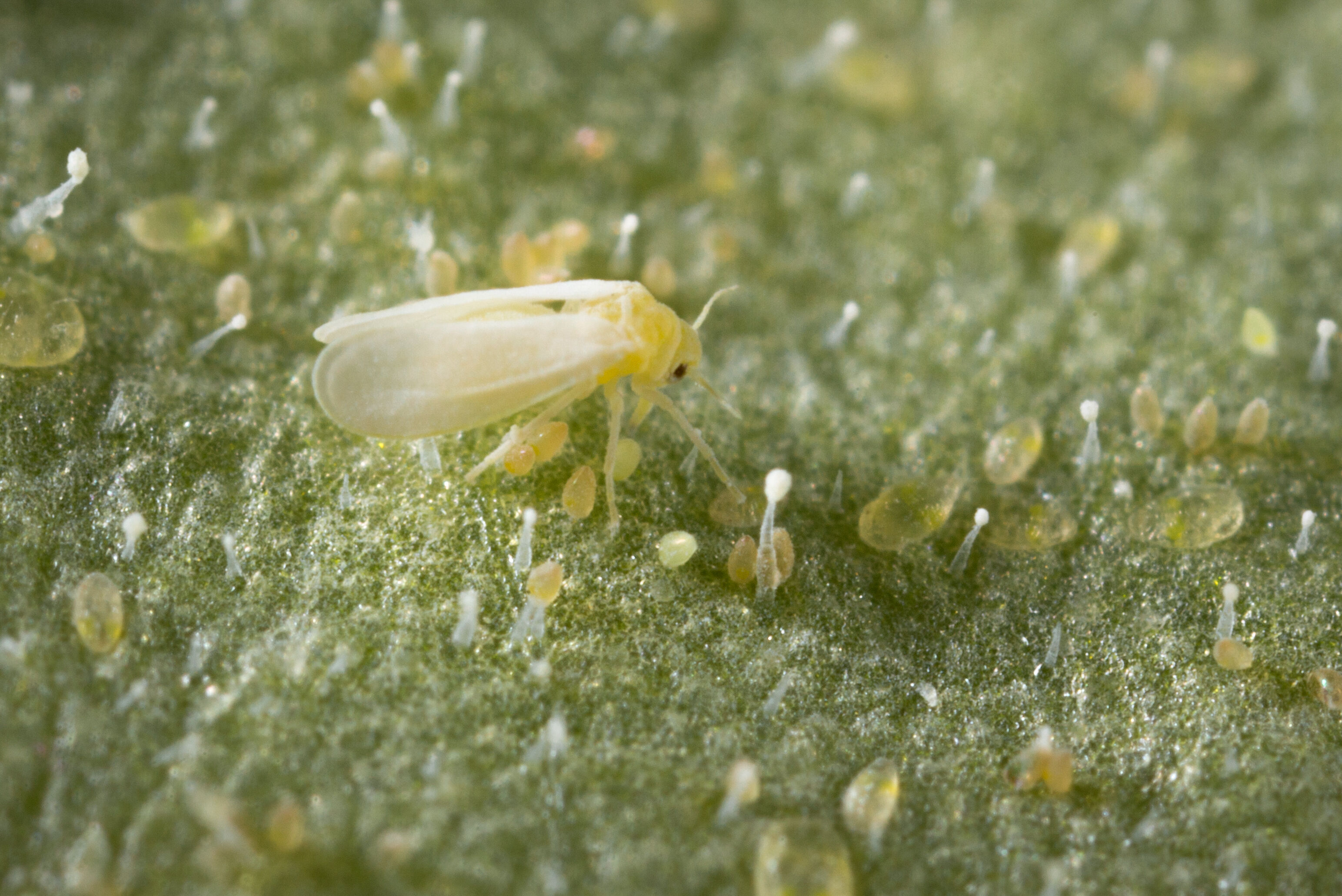 Pollination checklist growing lights