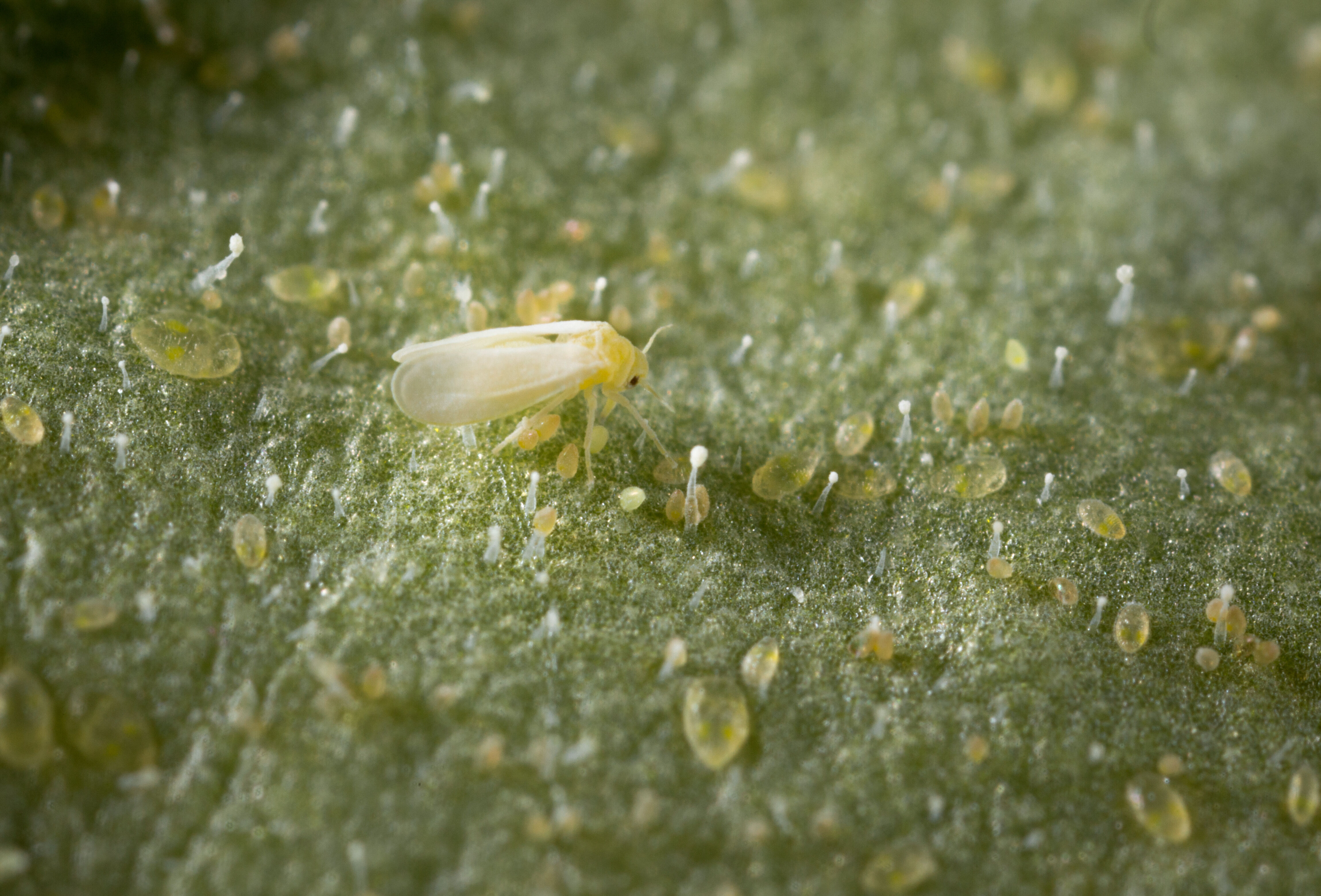 At a glance: allies in the fight against whitefly
