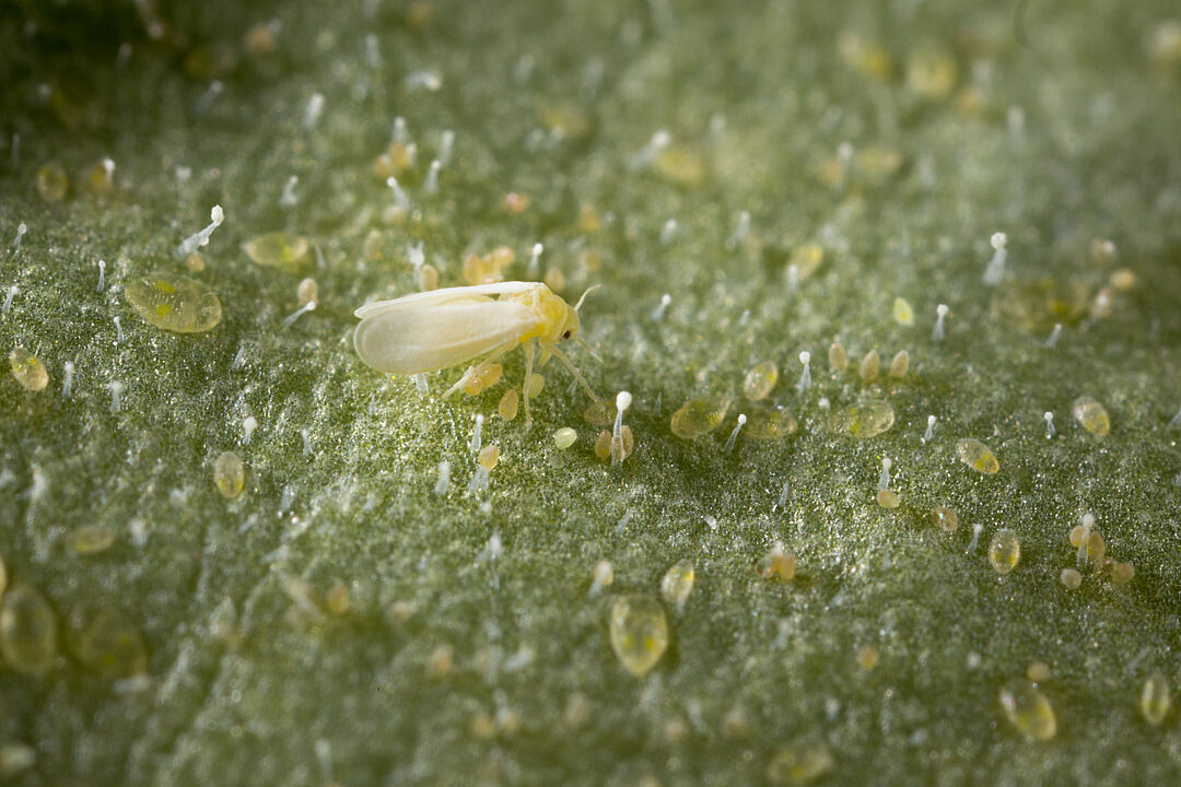 tobacco whitefly Tobacco whitefly