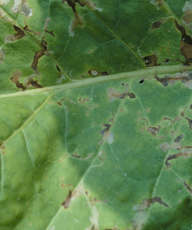 Potato tuber moth Phthorimaea operculella