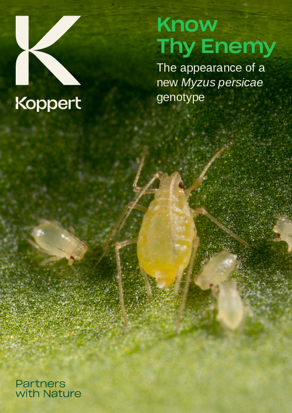 A new Myzus persicae genotype