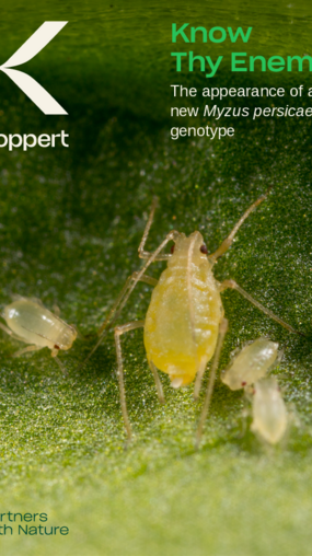 Whitepaper new Myzus persicae genotype