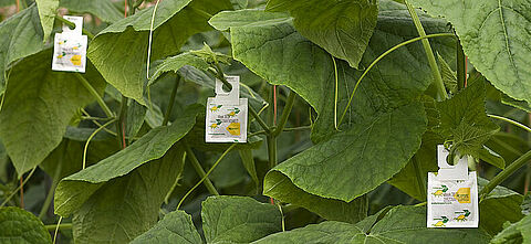 Reinforced hook for all predatory mite sachets