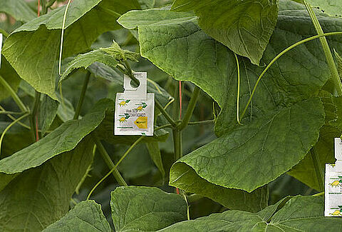 Reinforced hook for all predatory mite sachets