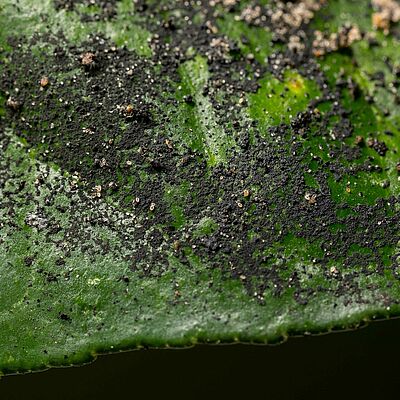 Red scale Aonidiella aurantii black mold damage symptom on leaf