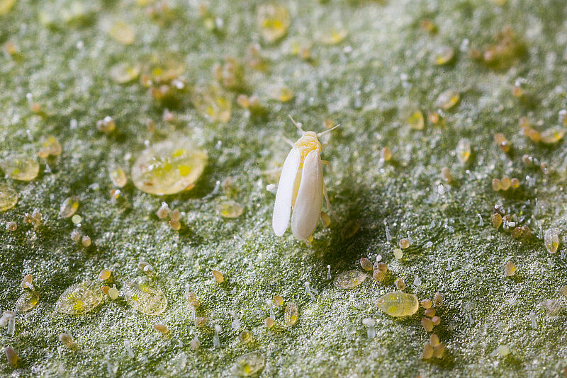 Tobacco whitelfy Bemisia tabaci infestation on leaf
