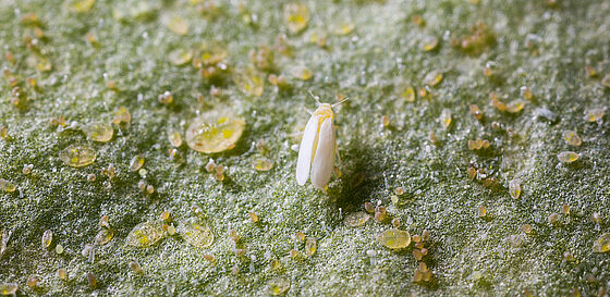 Tobacco whitelfy Bemisia tabaci infestation on leaf
