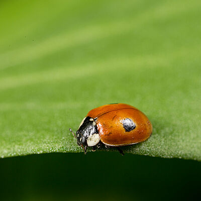 Adalia bipunctata adult stage
