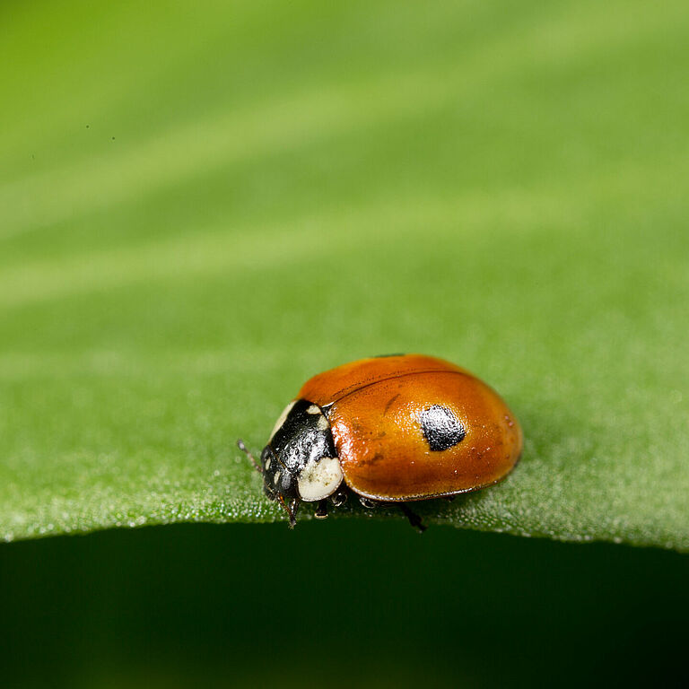 Adalia bipunctata adult stage