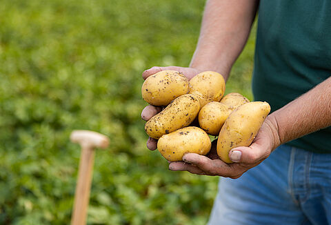 Koppert’s biocontrol at Potato Europe