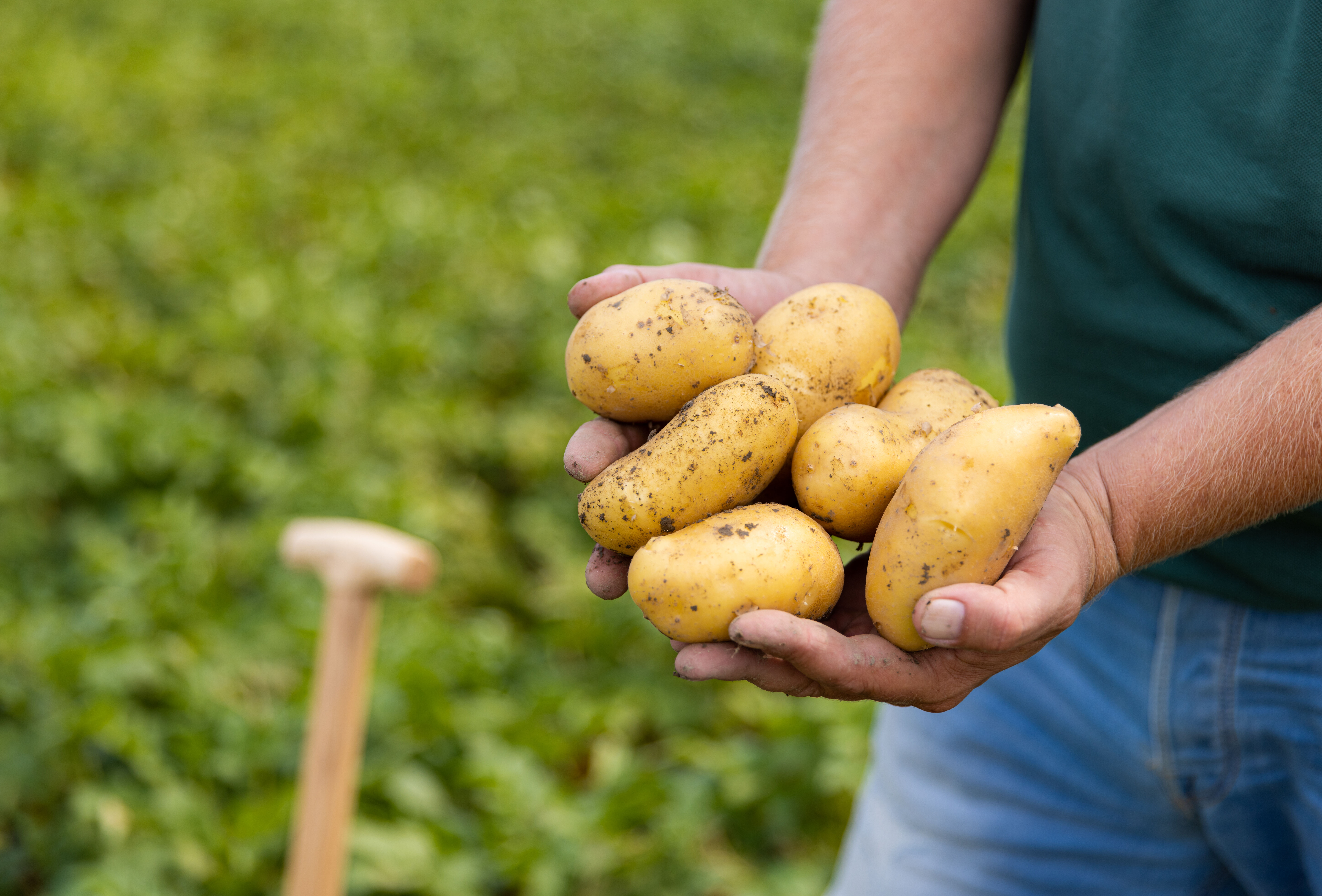 Koppert’s biocontrol at Potato Europe