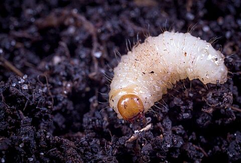 Combating vine weevil successfully