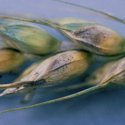 Glume blotch Phaeosphaeria nodorum