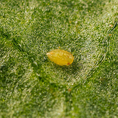 Bemisia tabaci, Eretmocerus eremicus, Pupa