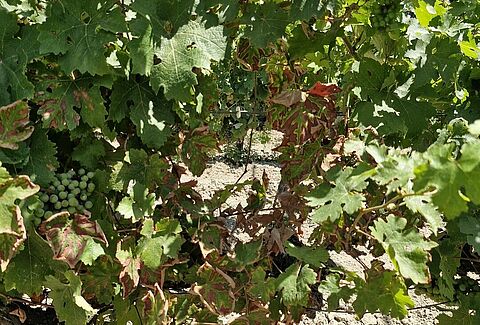 Esca disease of grapes