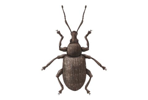Beetles