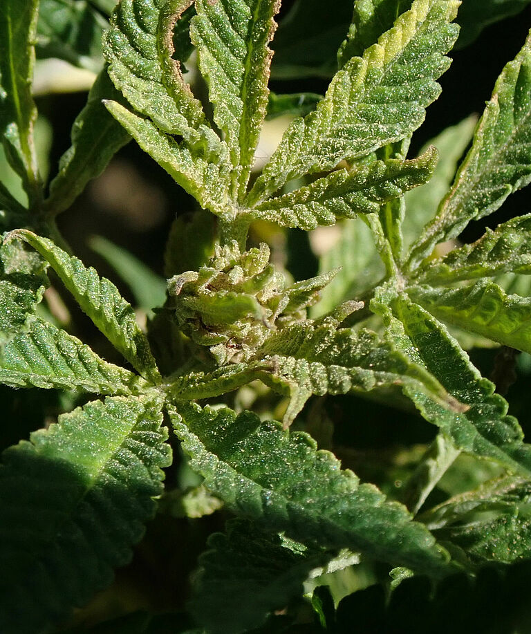 Cannabis damage caused by Hemp russet mite Aculops cannabicola