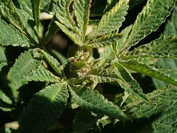 Hemp russet mite - Biocontrol, Damage and Life Cycle