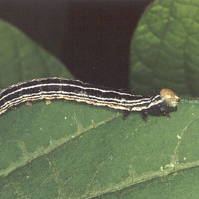 Velvetbean Caterpillar Anticarsia gemmatalis Larva on Soy leaf