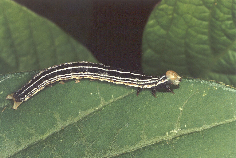 Velvetbean Caterpillar Anticarsia gemmatalis Larva on Soy leaf