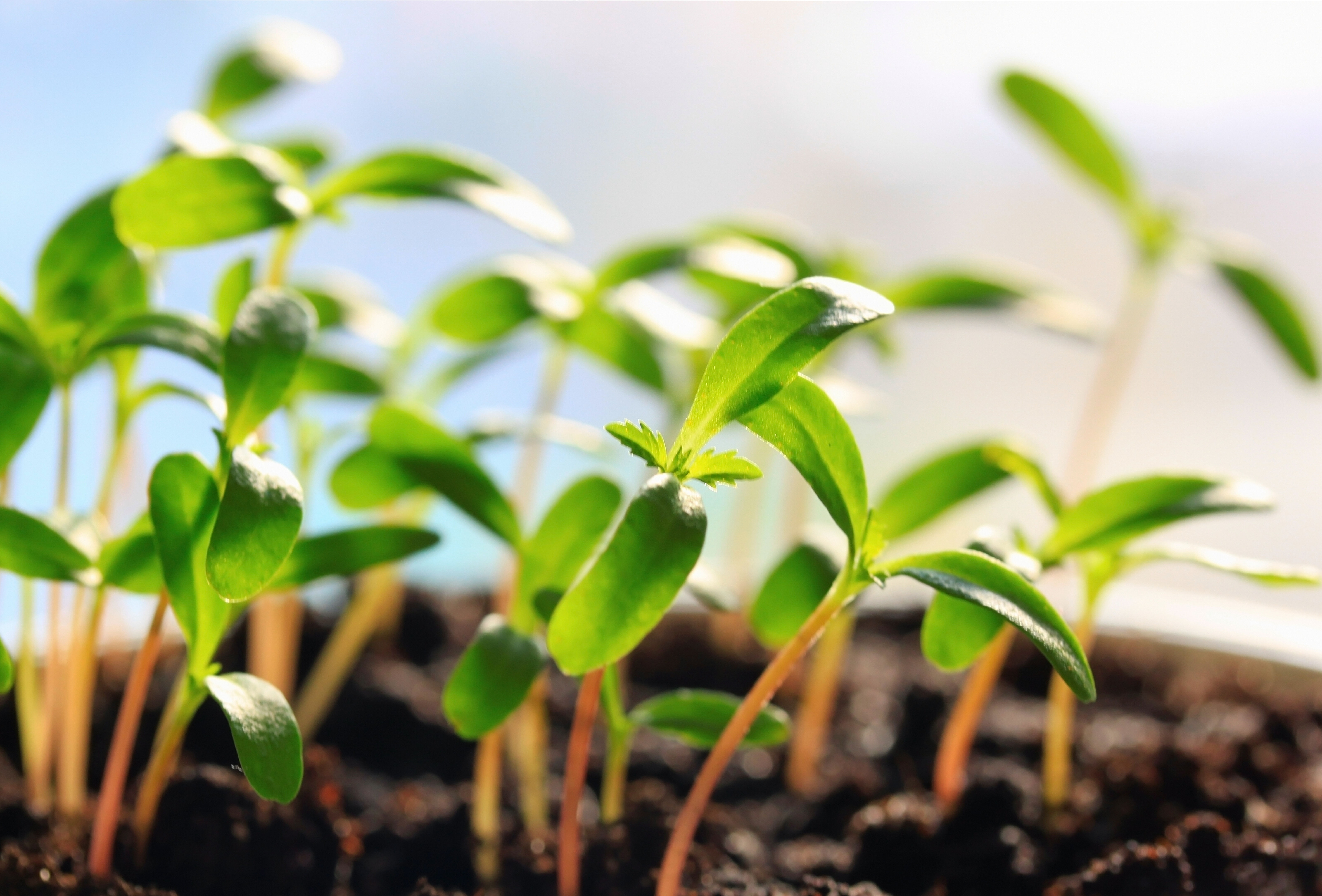 Koppert transfers its biostimulant and fertilizer portfolio to REKA