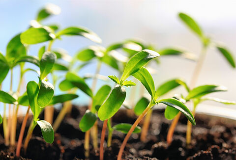 Koppert transfers its biostimulant and fertilizer portfolio to REKA