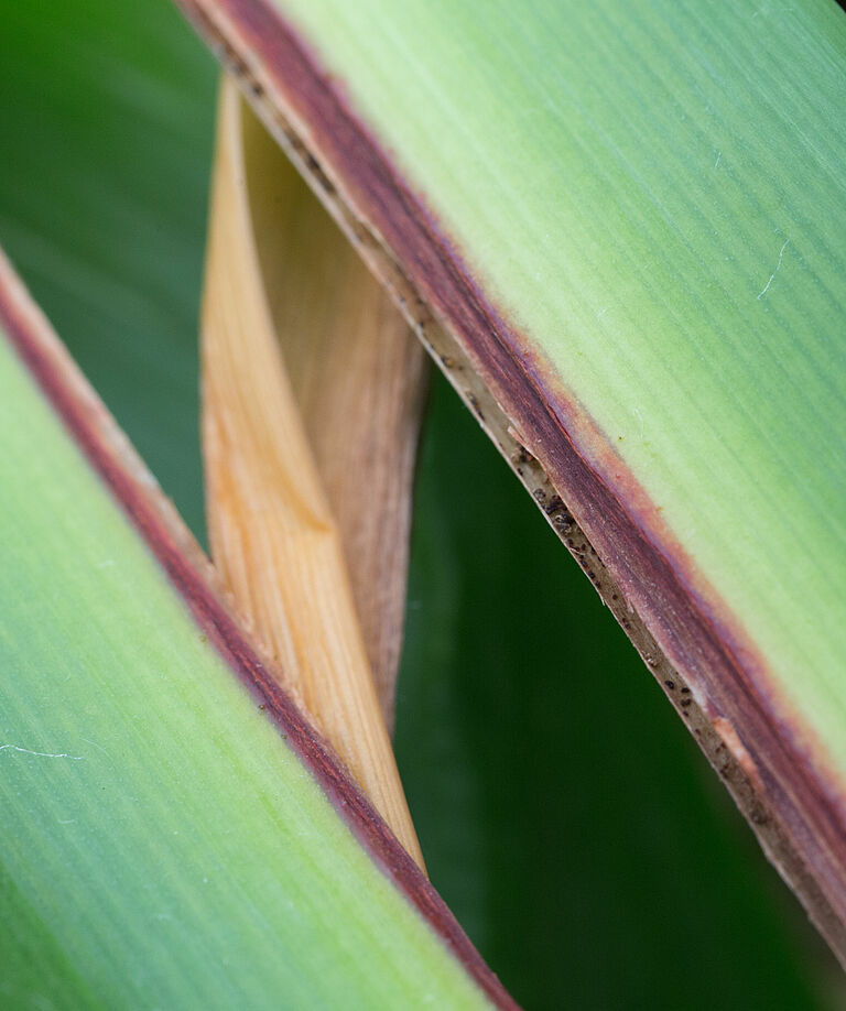 Damage caused by the Banana moth Opogona sacchari