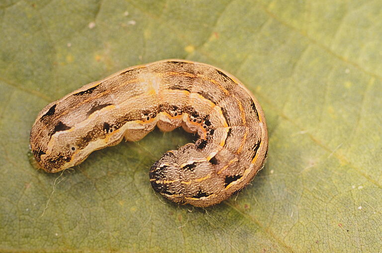 Larva of the Southern armyworm Spodoptera eridania